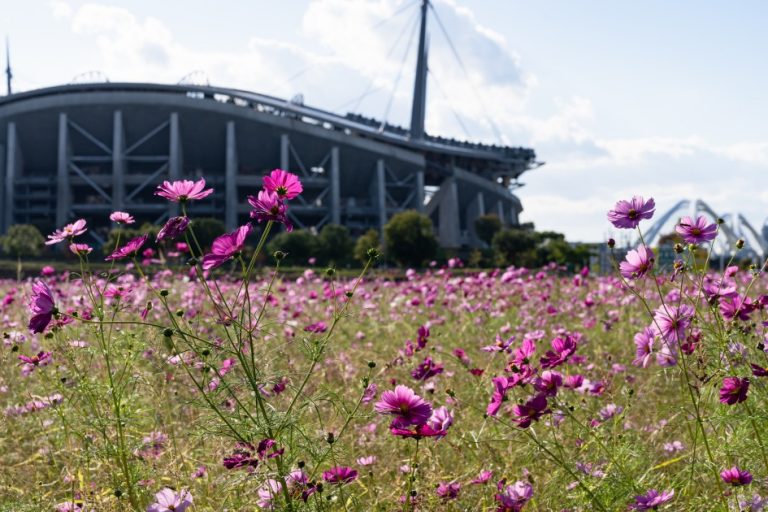 年最新版 豊田の穴場コスモス畑 絶景コスモスを紹介