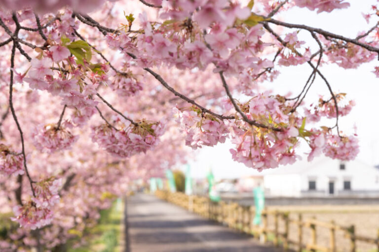 西尾ふれあいの道 地元の人に愛される絶景桜スポット