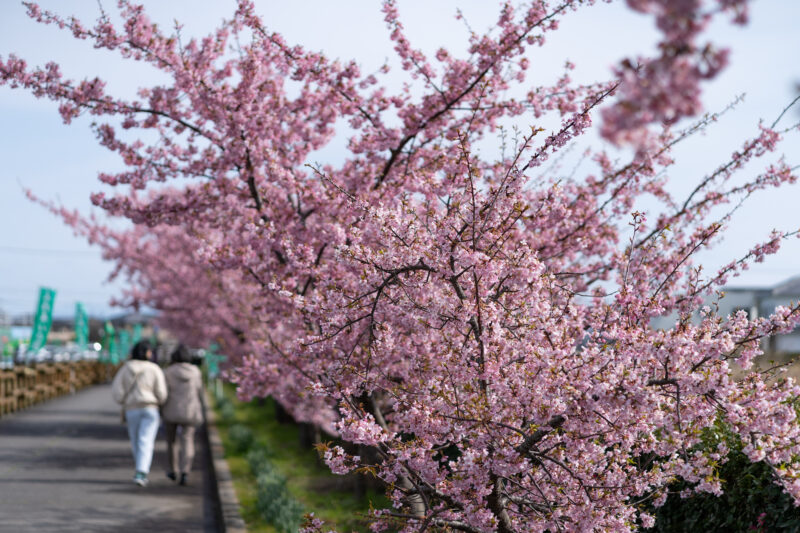遊歩道沿いの桜