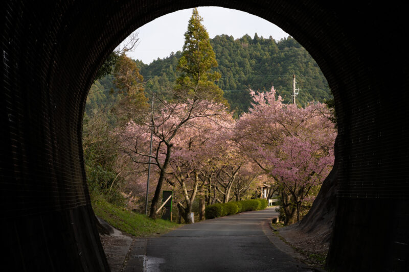 トンネルから見た桜並木