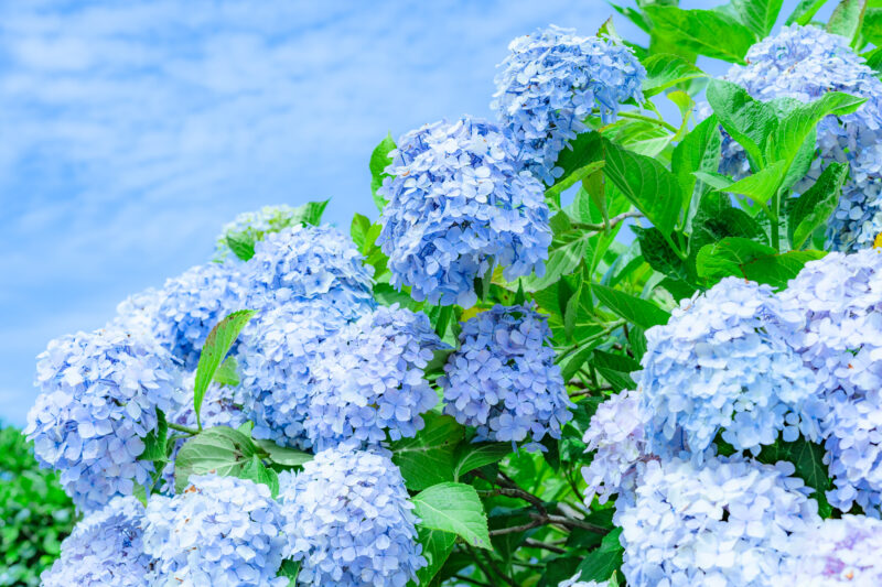 青い空と青い紫陽花