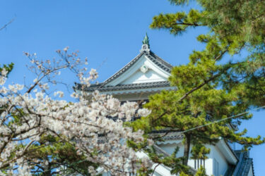 【2022年】岡崎の桜祭りはどんな雰囲気なのか紹介します【屋台・駐車場情報あり】