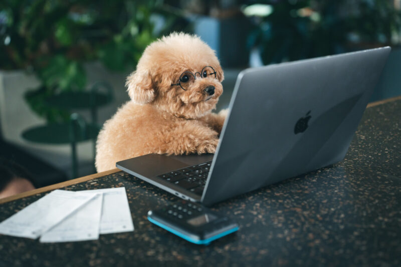 パソコンを操作する犬