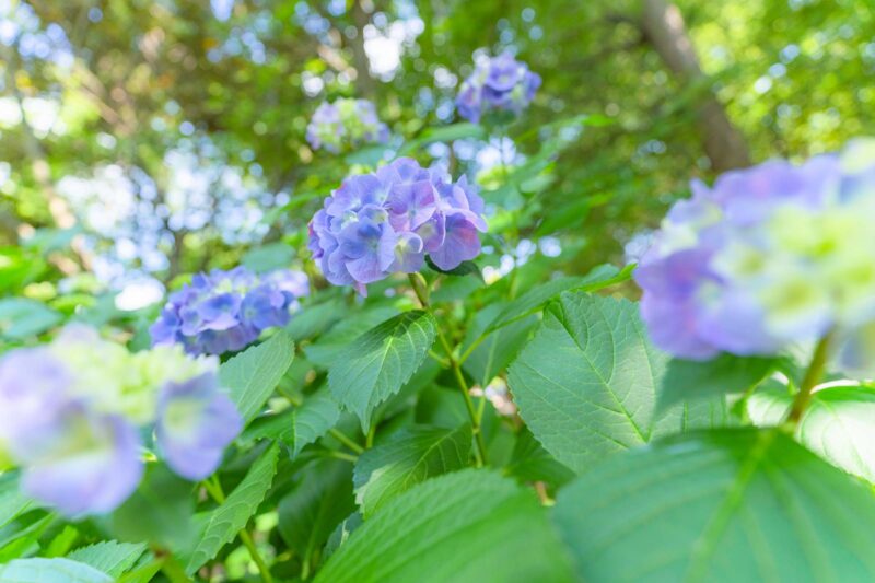 岩ヶ池公園の青色の紫陽花