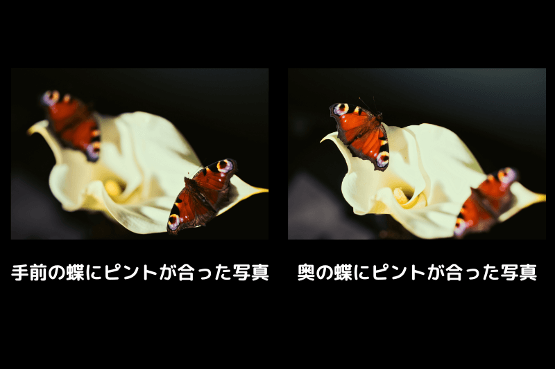 フォーカス合成前の蝶の写真