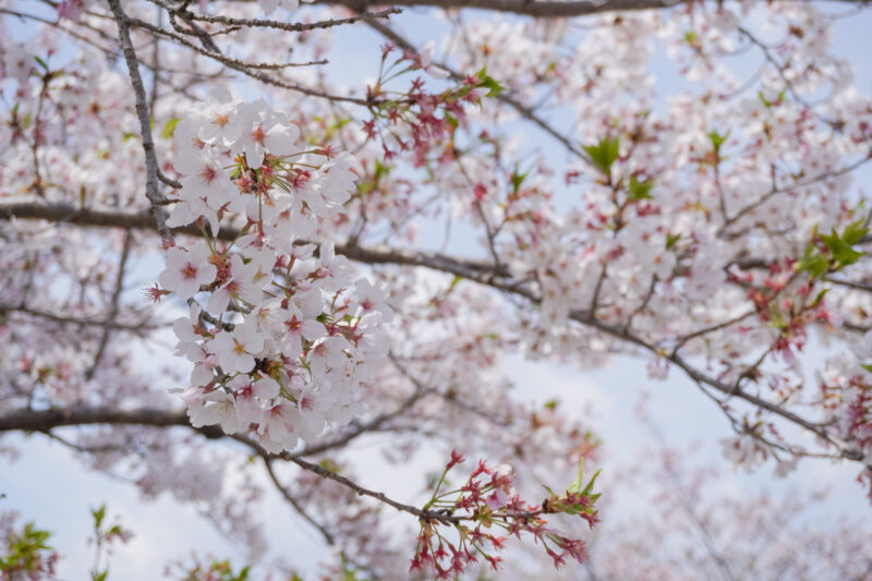 α6400で撮影した桜
